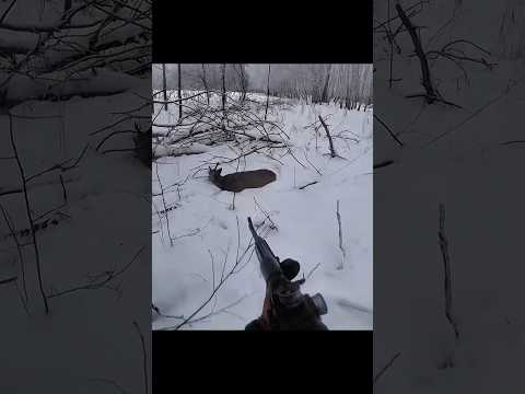 Hunting Deer  Resting on a Snow #hunting #chasse #охота #animalhunting #huntinglife #deerhunting