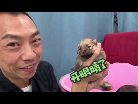 狗狗发情期，繁殖，怀孕，生育......[ 第三段 ]