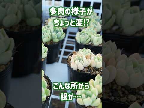 メンテナンス不要の室内吊り下げ多肉植物：お家に吊るせる8種  庭園