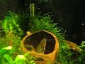 Heteropneustes fossilis Heteropneustes fossilis
