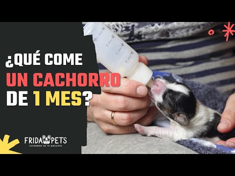 What can I feed a 1-month-old puppy? | Fridapets