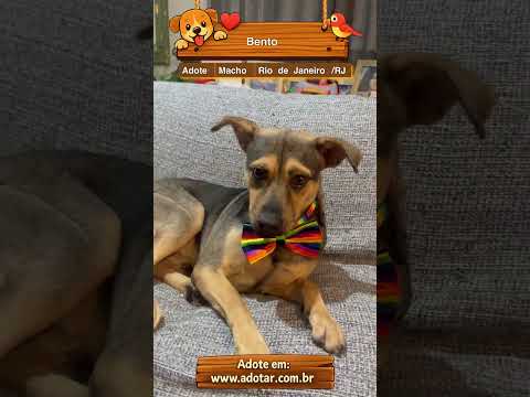 Vídeo de Bento 
