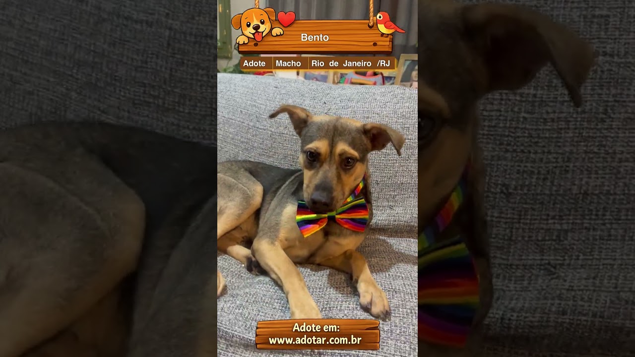 Cachorro raça SRD-ViraLata idade 7 a 11 meses nome Bento 