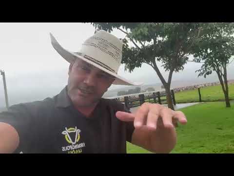 Hoje tem  leilão na Firminópolis Leilões, saída para Goiânia, fala com Alex Ribeiro 