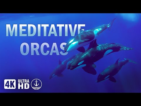 The Orca Whale: A Meditation of Ocean Giants