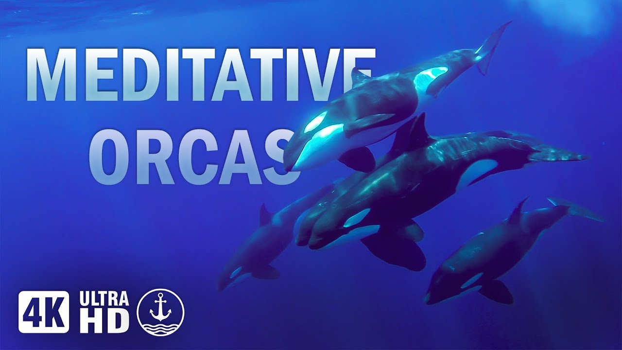 The Orca Whale: A Meditation of Ocean Giants