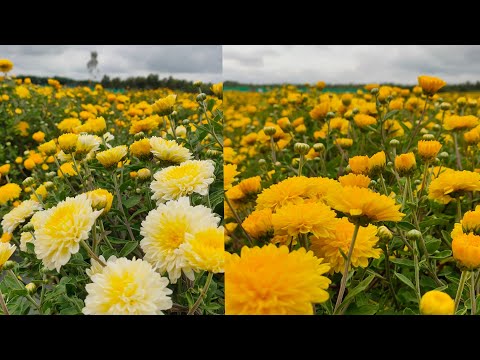 Sent yellow flowers farming in kolar | Samanthi flowers