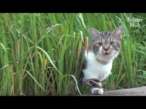 Why Is A Group Of Pedigree Cats Left In A Ghost Town Where No One Lives? (Part 1) | Kritter Klub