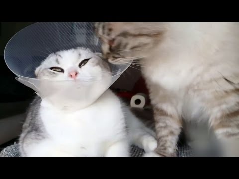 For The Love Of Cats