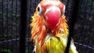 Download lagu MASTERAN BURUNG : Suara walang kecek dan kemricik air mp3
