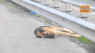 cane-investito-e-lasciato-per-giorni-lungo-la-strada