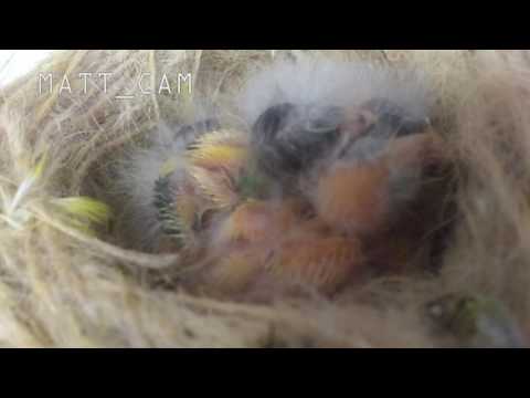 The Canary Room - Episode 6 Promo