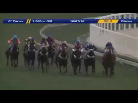 Vecchia Signora (Stud TNT\Haras Old Friends)