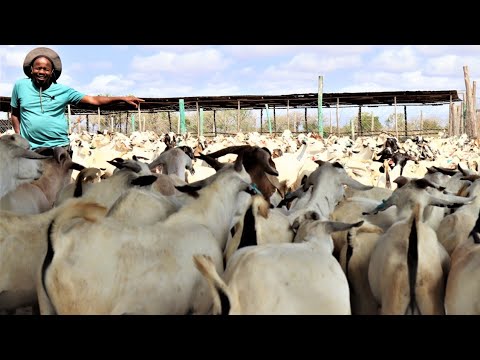 HOW HE KEEPS OVER 3000 GOATS FOR EXPORT IN A DRY & REMOTE PLACE