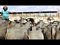 HOW HE KEEPS OVER 3000 GOATS FOR EXPORT IN A DRY REMOTE PLACE