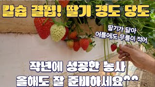숨은 비책! 미리 준비하세요 ~ 칼슙 결핍! 딸기 경도!!! 당도도 같이!! 딸기에 사용하는 숨은 보조 영양…