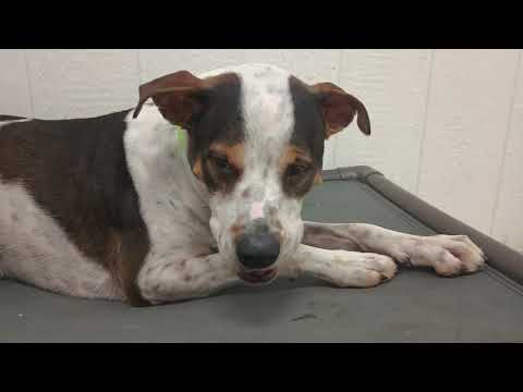 Teeny 3y A754834 wrestled with this lovely guy later@TRN, from kennel 174 PACC shelter 20250608 282