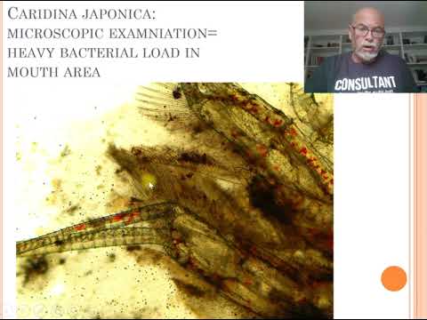 Fish (shrimp) disease case nr. 30: Caridina japonica with bacterial infection