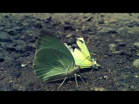 Ravi Permi Dead Line