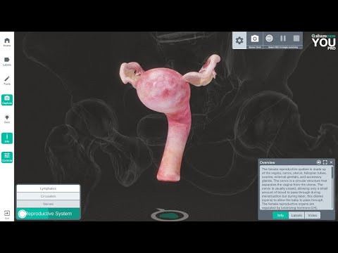 Weibliche Geschlechtsorgane