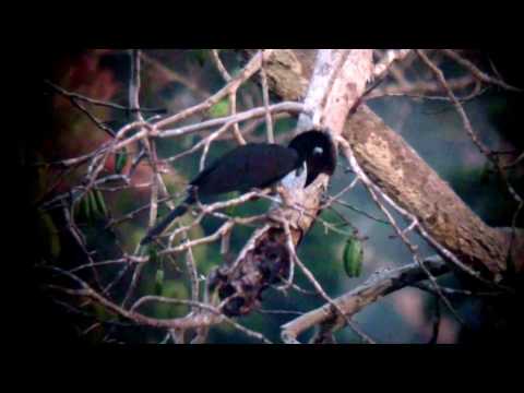 Black-casqued Hornbill