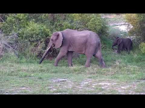 Djuma: Elephants drink at the dam - 17:59 - 11/15/2022