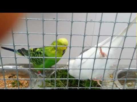 Vogelmiere ist was leckeres