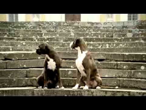 funny dog video of the year 2013