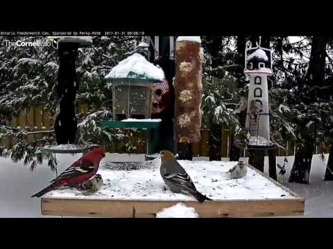 Grosbeaks and Redpolls Forage in Heavy Snowfall – Jan. 31, 2017