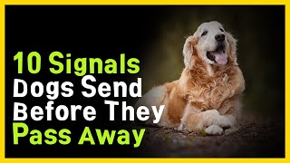 10 Signs of Farewell Signals Sent by Dogs Before They Pass Away