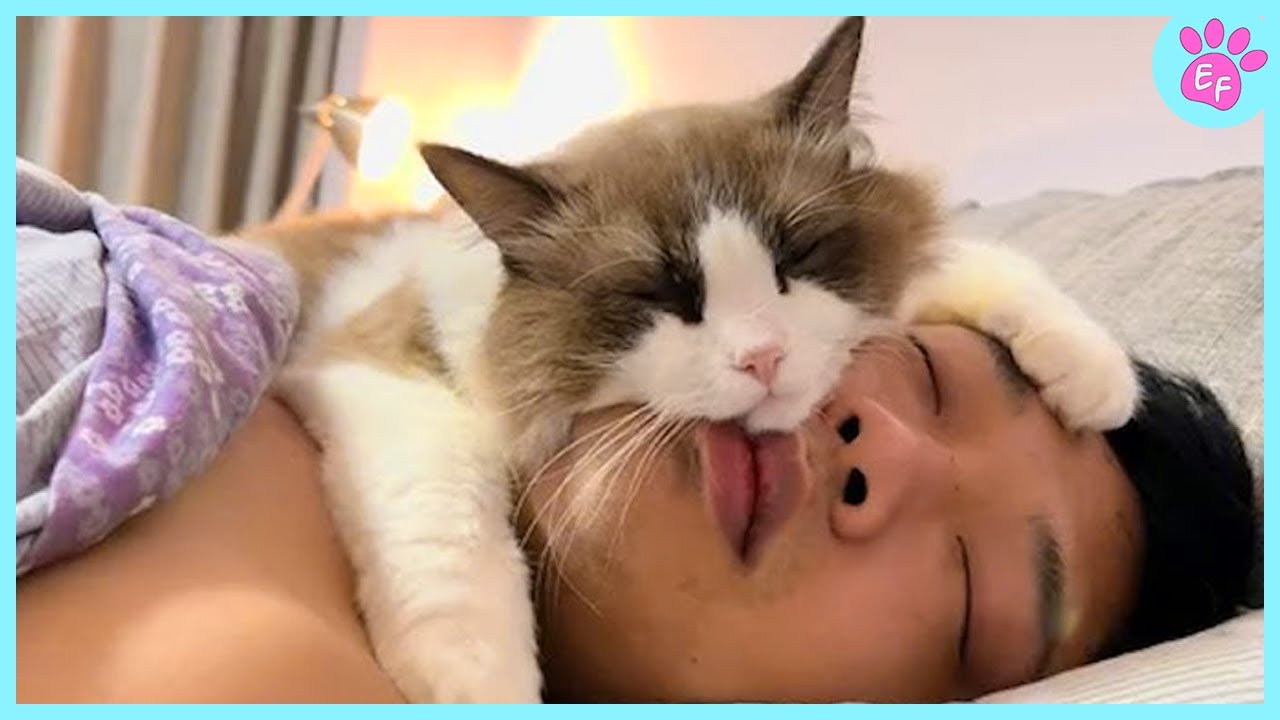 When your cat chooses you as their favorite napping spot 🥰 Cat and Human Moments