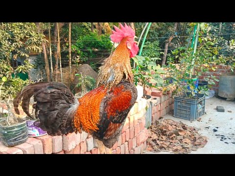 sound to make roosters mad