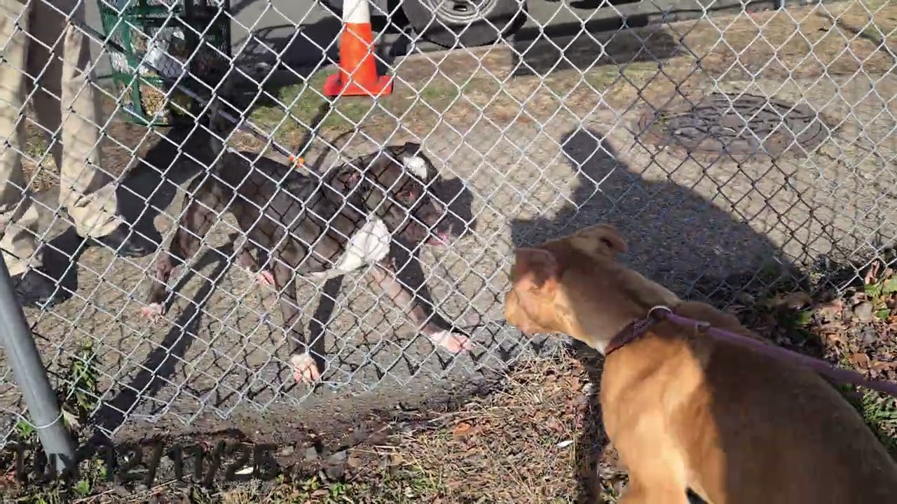 Tux, a ADOPTABLE Pit Bull Terrier in Trenton, NJ video 3/3