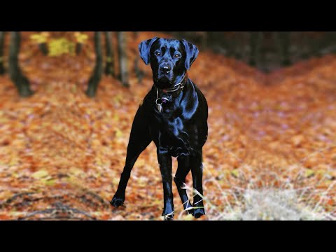 Labradane: Meet the Gentle Giant, the Labradane (AKA the Great Dane Lab Mix)
