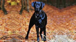 Labradane: Meet the Gentle Giant, the Labradane (AKA the Great Dane Lab Mix)