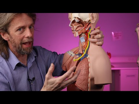 Path of the vagus nerve (anatomy)