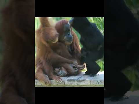 Orangutans Chill With Gibbons.