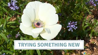 How To Plant Anemones For Autumn Flowering // Cottoverdi