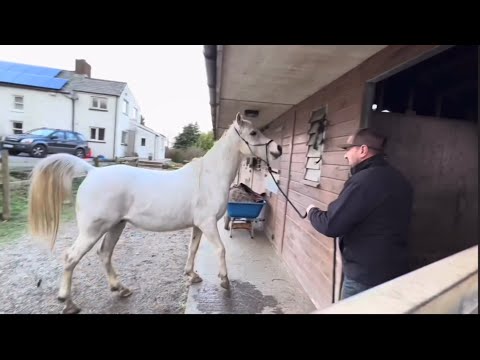 Egyptian Horse will threaten, bite and kick you!!