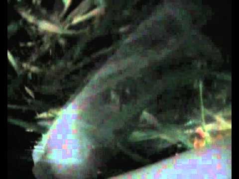 KJS Lubenia 2012 DACHOWANIE onboard Ryszard i Kinga Dunaj Fiat CC