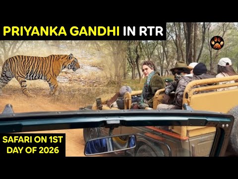 Ranthambore Safari on 1st Day Of The Year| Exclusive Tiger Sighting Zone 3 | Safari 2026