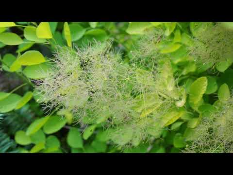 Smokebush Plant Profile