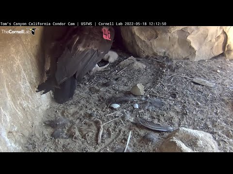 Female Condor #846 Steps Back To Feed Chick, Shows Off Wing Tag – May 18, 2022