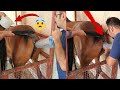 This Is How Horses Get Pregnant Without A Stallion AI Explained