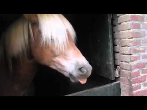 Horse makes funny sounds