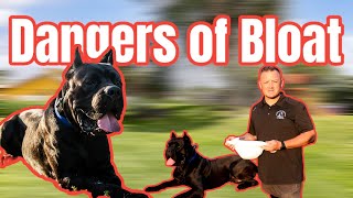 Bloat - #1 Killer of Large Breed Dogs - How to Prevent It