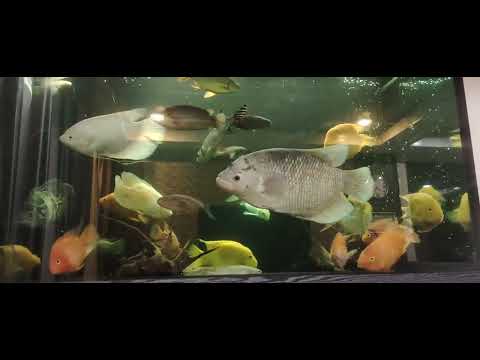 MIX FISHES(My Company) 