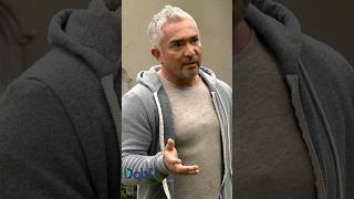 Cesar Millan Uses A Pit Bull To Help Train A Misbehaving Pug