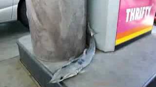 A Dead Shark at a San Diego Gas Station