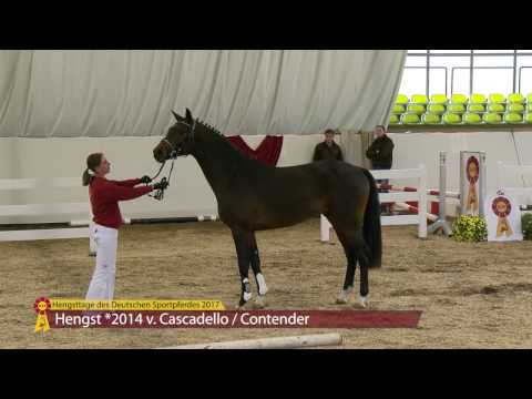 KN 50 v. Cascadello I - Contender